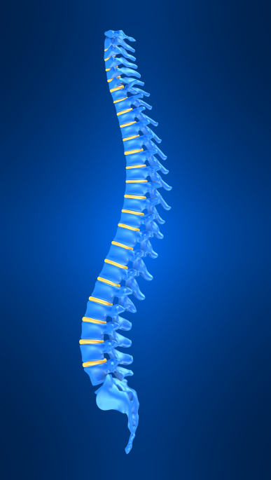 spine