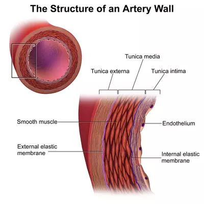 artery wall endothelium functional cardiology