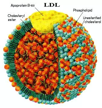 Cholesterol ApoB functional medicine