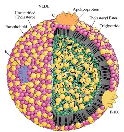 LDL Molecule Tulsa Functional Medicine