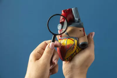 heart model with magnifying glass